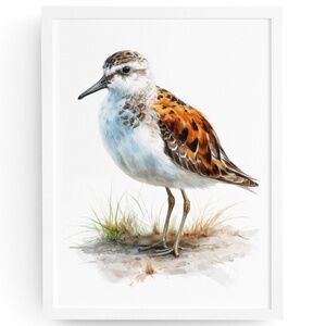 Watercolor Sandpiper Bird Portrait Wall Art Print, Unframed - Coastal Serenity